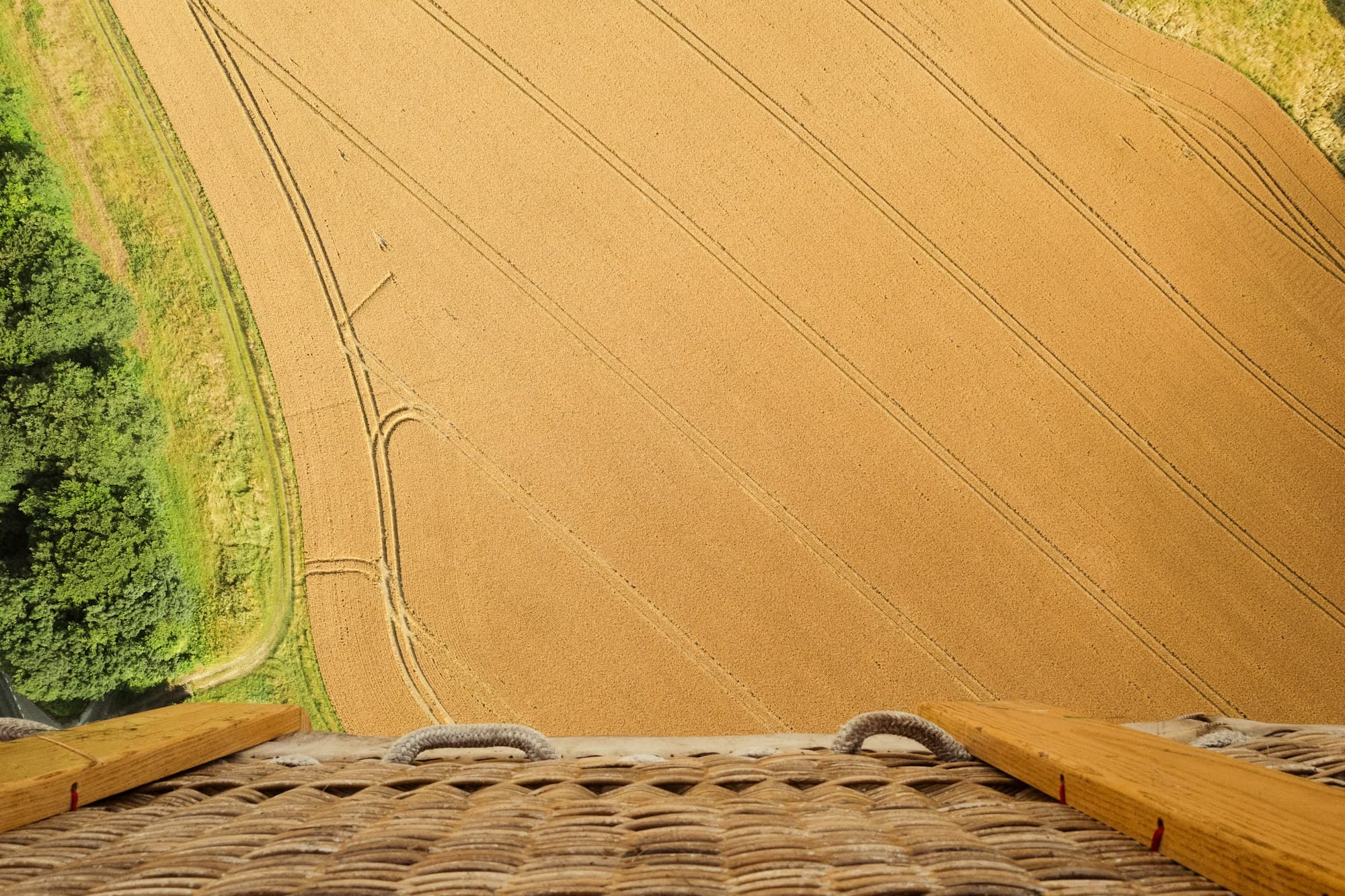 Golden fields and tractor lines meeting woodland